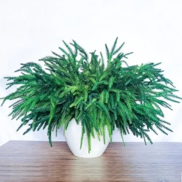 6 Bundles Norfolk Pine Stems for Holiday Decor