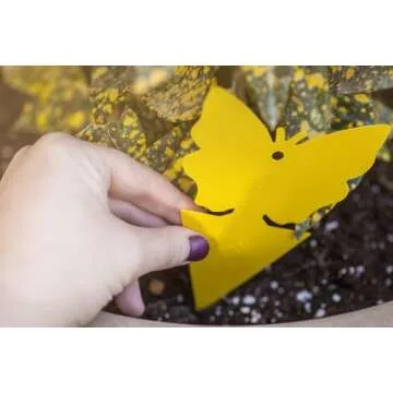 Trappify Sticky Gnat Traps for House Indoor - Yellow Fruit Fly Traps for Indoors|Outdoor Plants | Insect Catcher for White Flies, Mosquitos, Fungus Gnats | Disposable Glue Fly Trap Indoor (12 Pack)