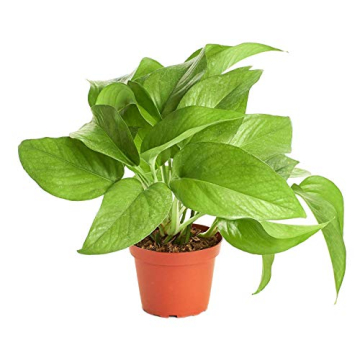 Shop Succulents Pothos Hanging Plant, Live Indoor Plant, Easy Care Hanging Ivy Houseplant in Nursery...