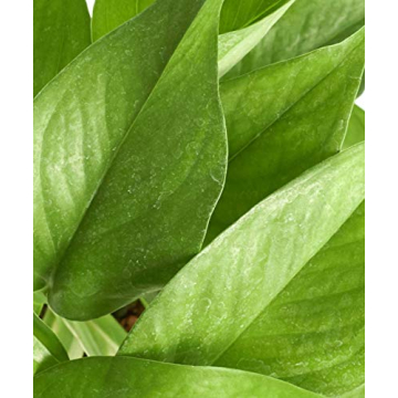 Shop Succulents Pothos Hanging Plant for Easy Care