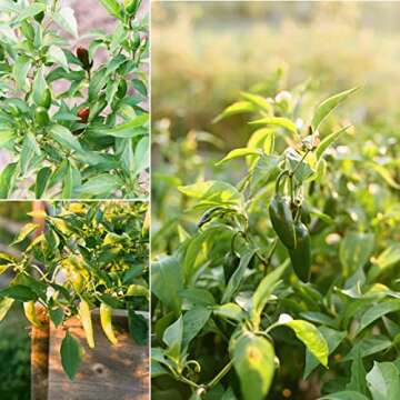 Sereniseed Certified Organic Hot Pepper Seeds (10-Pack) – Non GMO, Open Pollinated – Jalapeño, Cal Wonder, Black Hungarian, Serrano, Thai Hot, Red Habanero, Poblano, Cayenne and More