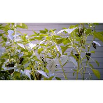 Sereniseed Certified Organic Hot Pepper Seeds (10-Pack) – Non GMO, Open Pollinated – Jalapeño, Cal Wonder, Black Hungarian, Serrano, Thai Hot, Red Habanero, Poblano, Cayenne and More