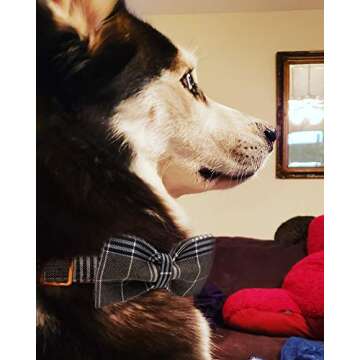 YOY Soft Comfortable Adjustable Pet Collar with Bowtie Set for Dogs and Cats