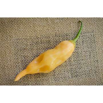Sugar Rush Malawi Piquante Heirloom Pepper Seeds for Planting