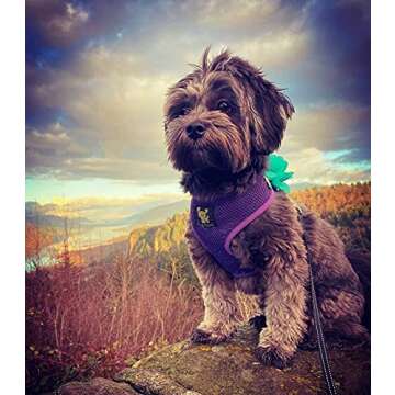 EcoBark Dog Harness - Eco-Friendly Max Comfort Harnesses - Luxurious Soft Mesh Halter - Over The Head Harness Vest- No Pull and No Choke for Puppy, Toy Breeds & Small Dogs (Medium, Purple)