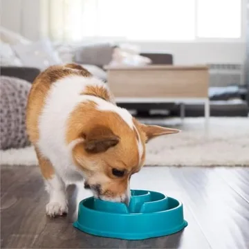 Outward Hound Fun Feeder Slo Bowl for Dogs