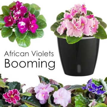 KvyusFlourish 5-Inch Self-Watering Pots for Indoor Plants