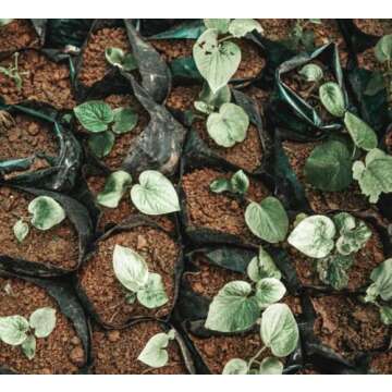 FijiKava Instant Kava Powder - Natural Relaxation Aid