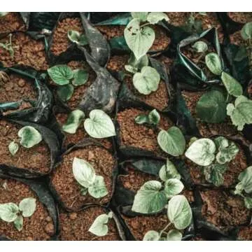 FijiKava Instant Kava Powder - Natural Relaxation Aid