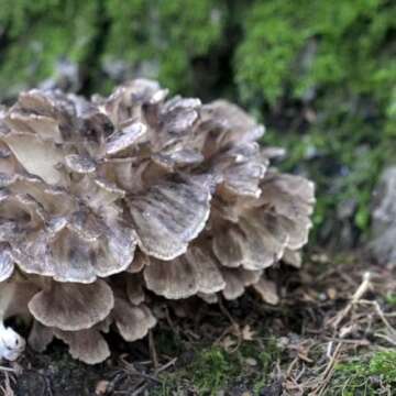 Organic Hen of The Woods Mushroom Plugs for Gourmet Growing