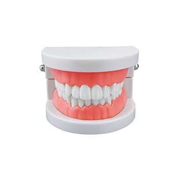Standard Teeth Model, YOUYA DENTAL Kids Dental Teaching Brushing Model Teeth Study Supplies Adults S...