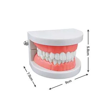 YOUYA DENTAL Standard Typodont Teeth Model for Education