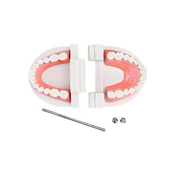 Standard Teeth Model, YOUYA DENTAL Kids Dental Teaching Brushing Model Teeth Study Supplies Adults Standard Typodont Demonstration Teeth Model (Without Wisdom Teeth)