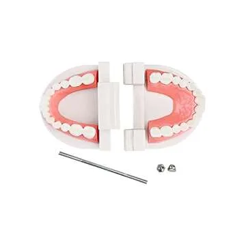 YOUYA DENTAL Standard Typodont Teeth Model for Education