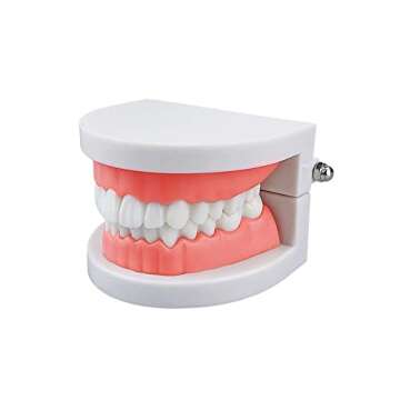 Standard Teeth Model, YOUYA DENTAL Kids Dental Teaching Brushing Model Teeth Study Supplies Adults Standard Typodont Demonstration Teeth Model (Without Wisdom Teeth)