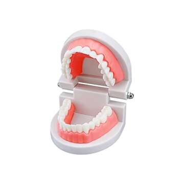Standard Teeth Model, YOUYA DENTAL Kids Dental Teaching Brushing Model Teeth Study Supplies Adults Standard Typodont Demonstration Teeth Model (Without Wisdom Teeth)