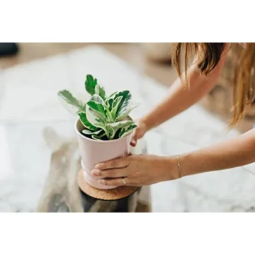 Eco-Friendly Cork Plant Mats - Durable & Stylish