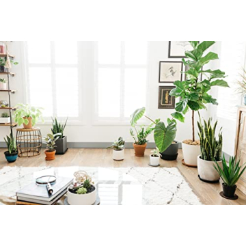 Eco-Friendly Cork Plant Mats - Durable & Stylish