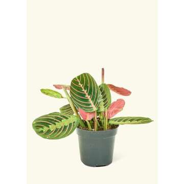 Rooted Red Prayer Plant, Maranta Leuconeura, Live, Live Indoor, Home Decor, Easy to Grow, Easy to Ca...