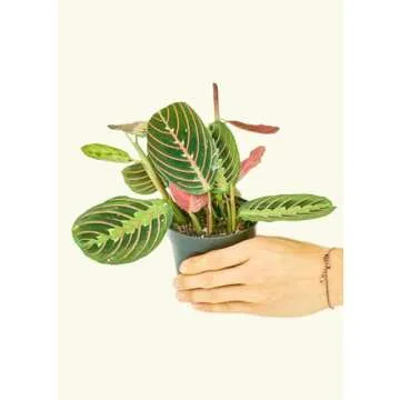 Rooted Red Prayer Plant, Maranta Leuconeura, Live, Live Indoor, Home Decor, Easy to Grow, Easy to Care, Outdoor Garden and Low Maintenance Houseplant (4")