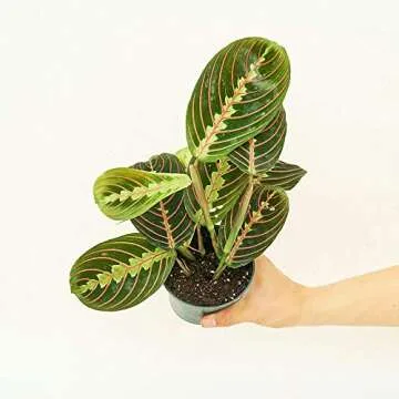 Rooted Red Prayer Plant, Maranta Leuconeura, Live, Live Indoor, Home Decor, Easy to Grow, Easy to Care, Outdoor Garden and Low Maintenance Houseplant (4")