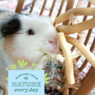 Oxbow Enriched Life Natural Dangly Party Pack - Small Pet Toy - Great for Guinea Pigs, Rabbits, and Other Small Animals