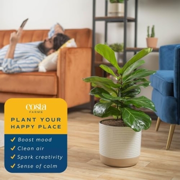 Costa Farms Fiddle Leaf Fig Indoor Plant - Air Purifying