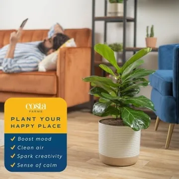 Costa Farms Fiddle Leaf Fig Indoor Plant - Air Purifying