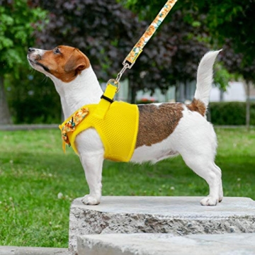 Stylish BINGPET Dog Harness for Small Dogs