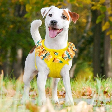 Stylish BINGPET Dog Harness for Small Dogs