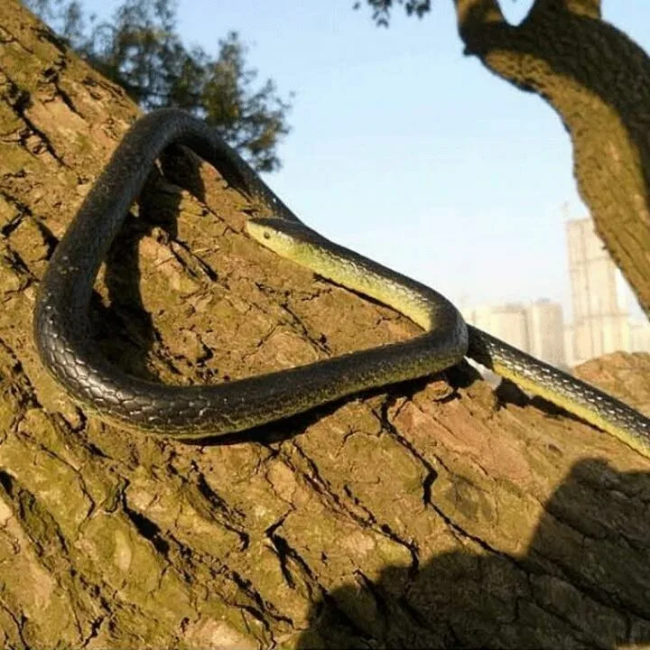 Realistic 52-Inch Rubber Snake for Gag Gifts