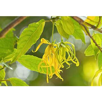 Fleur De Rose Organic Exfoliating Facial Polish