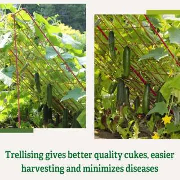 Gardener's Supply Cucumber Trellis for Easy Harvesting