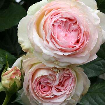 Heirloom Roses Eden Climber® Rose Plant - Climbing Pink Rose Bush, Own Root Rose Plants for Plantin...