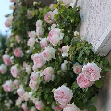 Heirloom Roses Eden Climber® Rose Plant - Climbing Pink Rose Bush, Own Root Rose Plants for Planting Outdoors