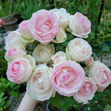 Heirloom Roses Eden Climber® Rose Plant - Climbing Pink Rose Bush, Own Root Rose Plants for Planting Outdoors