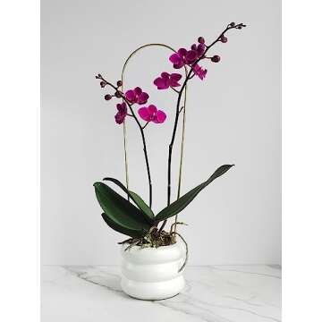 Chic Wavy Studio 4.7" Ceramic Bubble Planter for Home