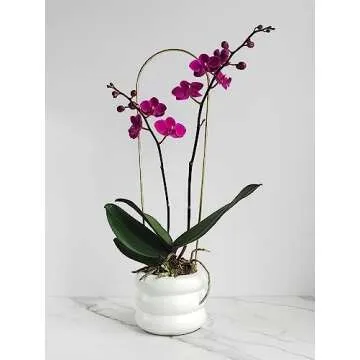 Chic Wavy Studio 4.7" Ceramic Bubble Planter for Home