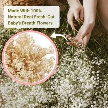 6500+ Large Dried Babys Breath Flowers Bouquet - Upgraded Package Bulk Cream White Baby Breath(7.05 oz), Natural Gypsophila Flowers Branches for Wedding, Floral Arrangement, Vase Decor
