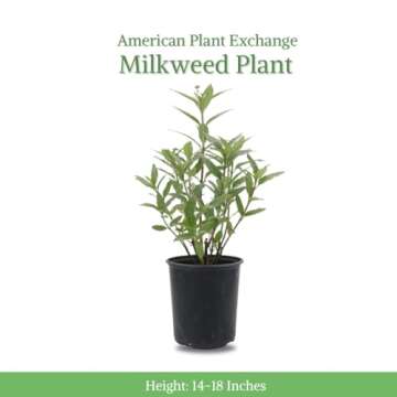 American Plant Exchange Live Milkweed Plant, Host for Monarch Butterflies, Plant Pot for Home and Ga...