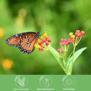 American Plant Exchange Live Milkweed Plant, Host for Monarch Butterflies, Plant Pot for Home and Garden Decor, 6" Pot