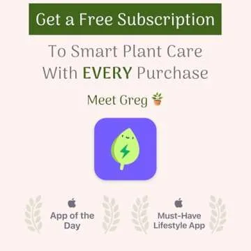 American Plant Exchange Live Milkweed Plant, Host for Monarch Butterflies, Plant Pot for Home and Garden Decor, 6" Pot