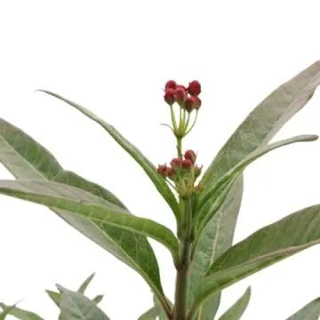 American Plant Exchange Live Milkweed Plant, Host for Monarch Butterflies, Plant Pot for Home and Garden Decor, 6" Pot