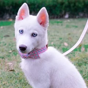 Tunkoo Dog Collar with Bow Tie Elegant Plaid Soft Comfy Cotton Adjustable Collar Premium Metal Buckle,Small Medium Large Puppy Cat Outdoor Training Walking Running（Pink Grid，S）