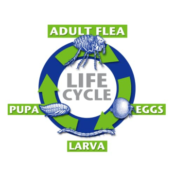 Flea Destroyer Natural Pest Control for Dogs & Cats