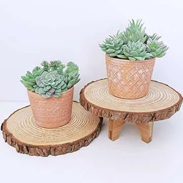 Supla Mini Artificial Succulents Collection - 11 Pieces
