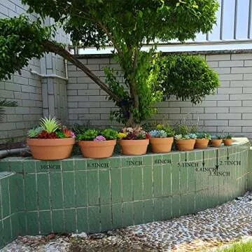 Yishang 6 Inch Terracotta Pots for Succulents & Cacti