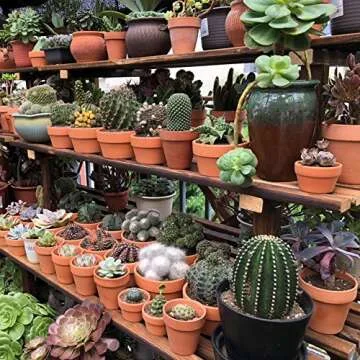 Yishang 6 Inch Terracotta Pots for Succulents & Cacti