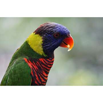 Sony E 55-210mm F4.5-6.3 Lens for Sony E-Mount Cameras (Black)