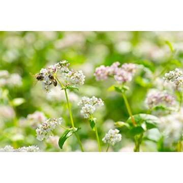 Organic Buckwheat Kasha 5lb – Gluten-Free & Nutritious